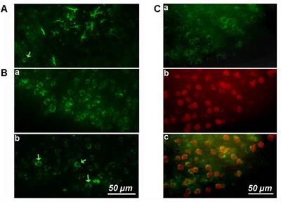 Expression of Cyclin-D1 in Astrocytes Varies During Aging